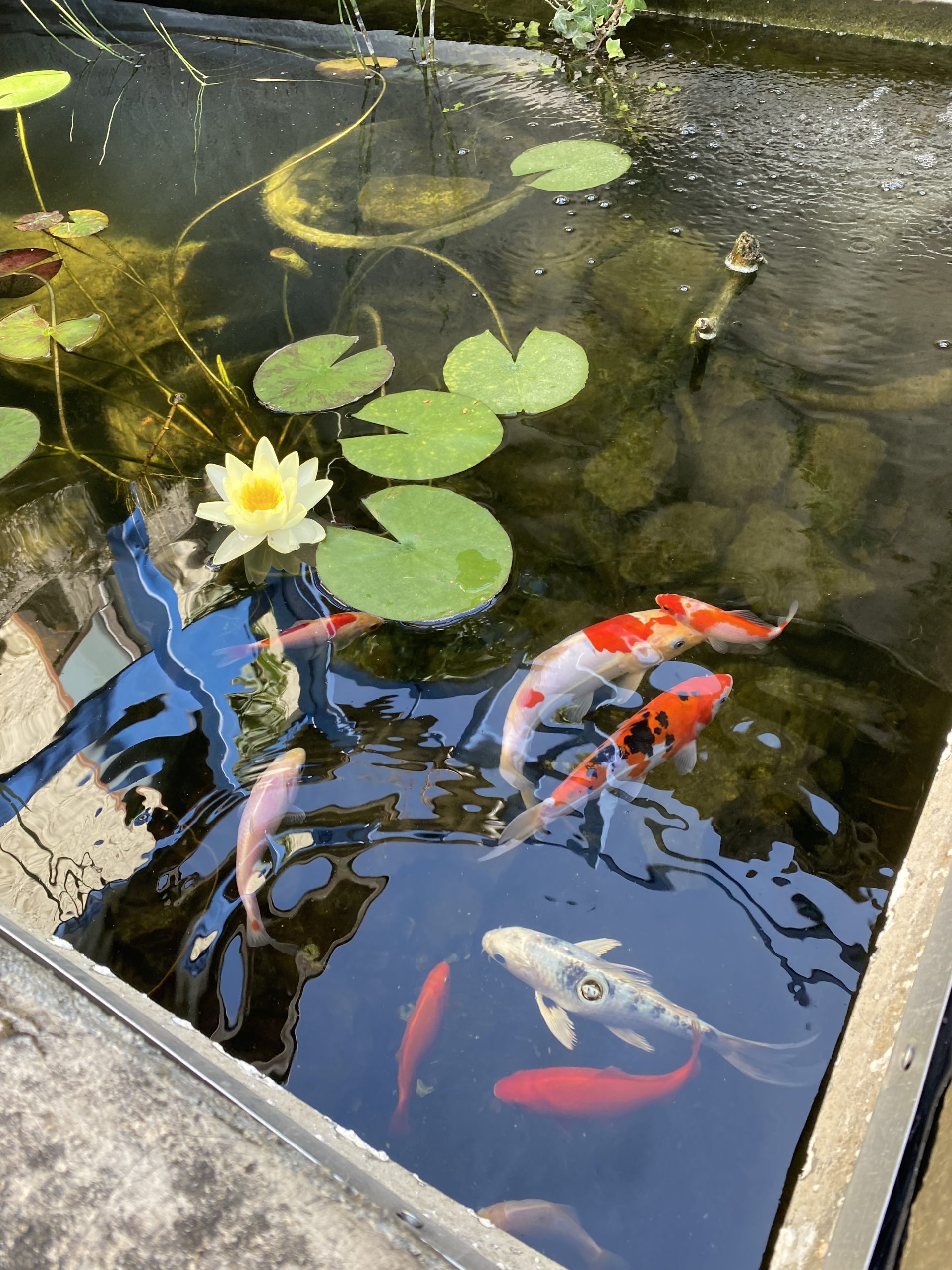 Le Chalet – 6